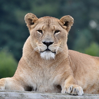 Buy canvas prints of Lioness at Blair Drummond Safari Park by Michael Moverley