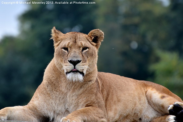 Lioness at Blair Drummond Safari Park Picture Board by Michael Moverley