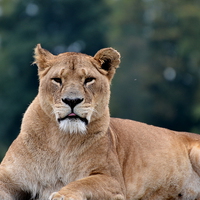 Buy canvas prints of Lioness at Blair Drummond Safari Park by Michael Moverley