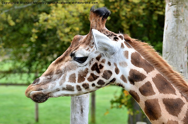 Close up of a Giraffe at Blair Drummond Safari Par Picture Board by Michael Moverley