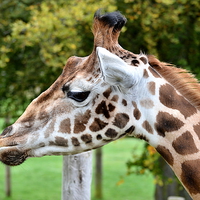 Buy canvas prints of Close up of a Giraffe at Blair Drummond Safari Par by Michael Moverley
