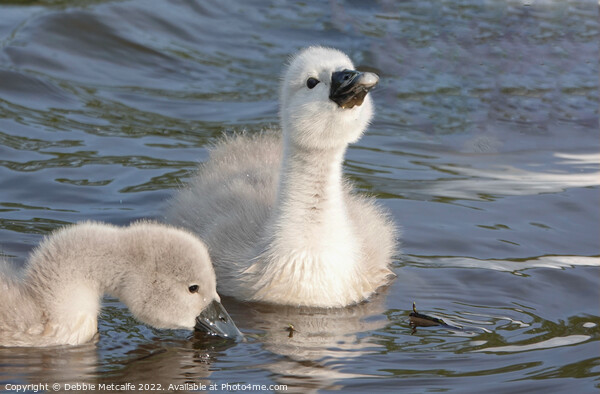 Cygnets together Picture Board by Debbie Metcalfe