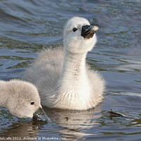 Buy canvas prints of Cygnets together by Debbie Metcalfe