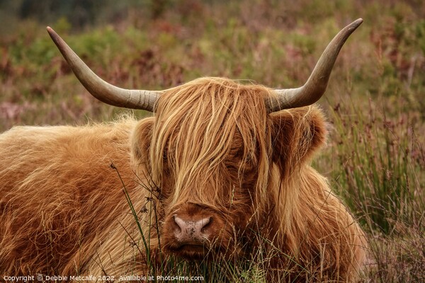 Highland Cow resting Picture Board by Debbie Metcalfe