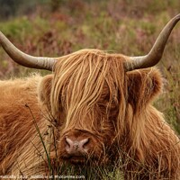 Buy canvas prints of Highland Cow resting by Debbie Metcalfe