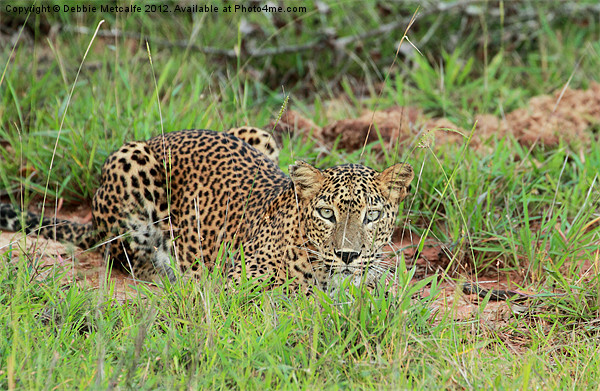 Leopard in Yala National Park, Sri Lanka Picture Board by Debbie Metcalfe