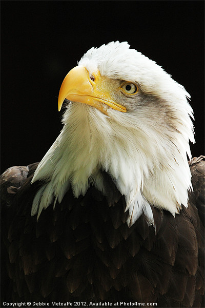 American Bald Eagle Picture Board by Debbie Metcalfe