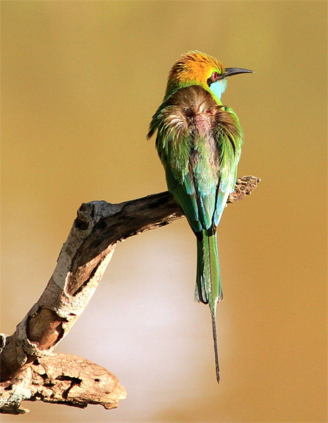 Little Green Bee-eater Picture Board by Debbie Metcalfe