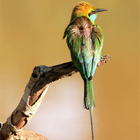 Buy canvas prints of Little Green Bee-eater by Debbie Metcalfe