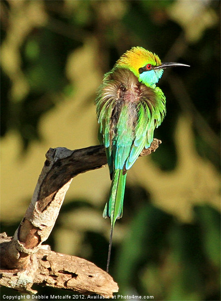 Green Bee-eater, Sri Lanka Picture Board by Debbie Metcalfe