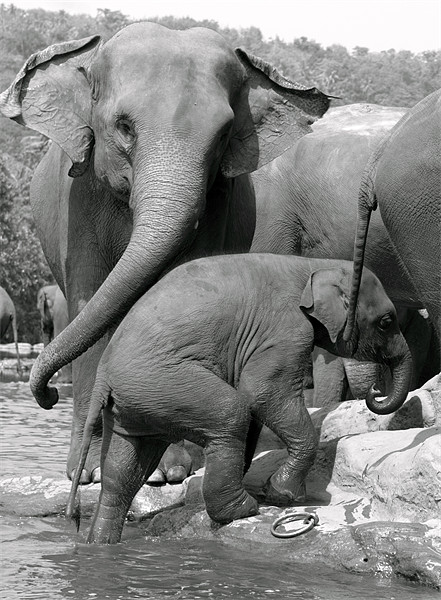 Sri Lankan Elephant mum & baby. Picture Board by Debbie Metcalfe