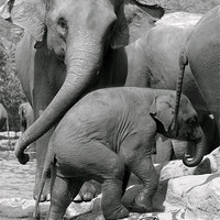 Buy canvas prints of Sri Lankan Elephant mum & baby. by Debbie Metcalfe