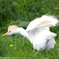 Buy canvas prints of Cattle Egret by Debbie Metcalfe