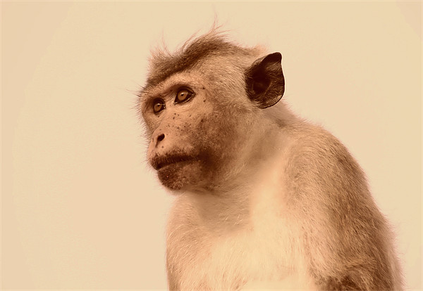 Toque Macaque Monkey Picture Board by Debbie Metcalfe
