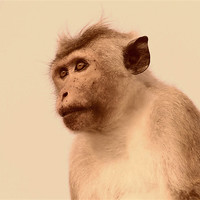 Buy canvas prints of Toque Macaque Monkey by Debbie Metcalfe