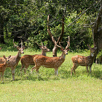 Buy canvas prints of Spotted Deer, Yala, Sri Lanka by Debbie Metcalfe