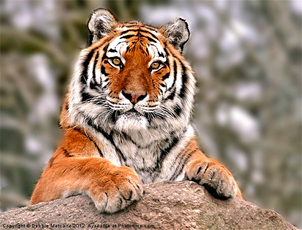 Tiger resting on rock Picture Board by Debbie Metcalfe
