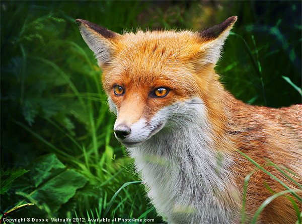 Wild Red Fox, Vulpes vulpes Picture Board by Debbie Metcalfe