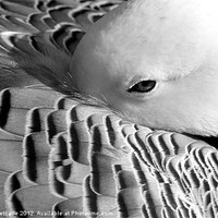 Buy canvas prints of Sleepy Duck, Anatidae Anseriformes by Debbie Metcalfe