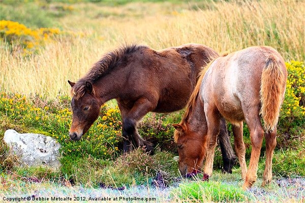Ponies on Dartmoor Picture Board by Debbie Metcalfe