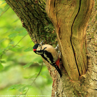 Buy canvas prints of Great Spotted Woodpecker by Debbie Metcalfe