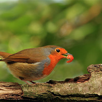 Buy canvas prints of Hungry Robin by Debbie Metcalfe