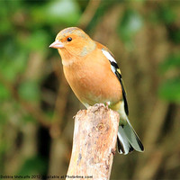 Buy canvas prints of Chaffinch on look out by Debbie Metcalfe