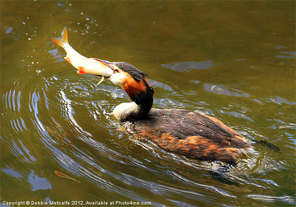 Lunch Time for the grebe Picture Board by Debbie Metcalfe