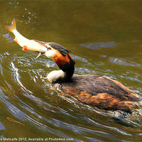 Buy canvas prints of Lunch Time for the grebe by Debbie Metcalfe
