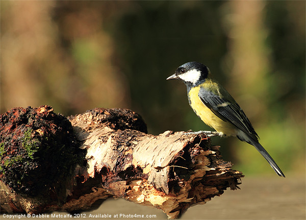 A Great Tit Picture Board by Debbie Metcalfe