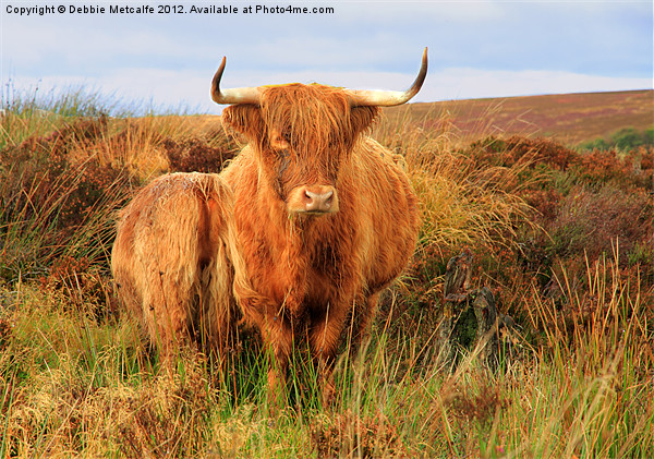 Highland Cow & baby Picture Board by Debbie Metcalfe