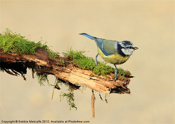 Blue Tit - Cyanistes Picture Board by Debbie Metcalfe