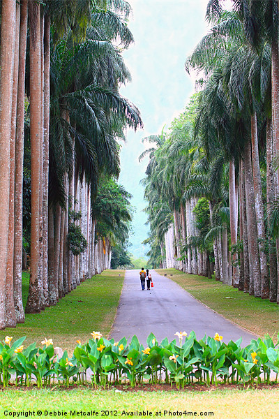 Avenue of trees, Kandy, Sri Lanka Picture Board by Debbie Metcalfe