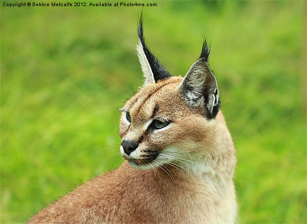 Caracal Picture Board by Debbie Metcalfe
