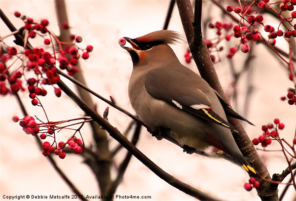 Waxwing and berries Picture Board by Debbie Metcalfe