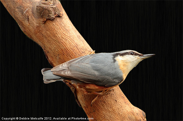 Nuthatch on watch Picture Board by Debbie Metcalfe