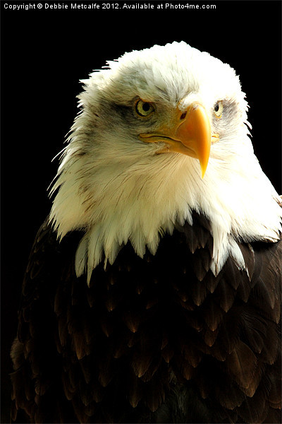 Bald Eagle Picture Board by Debbie Metcalfe