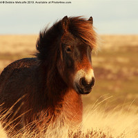 Buy canvas prints of Beautiful Exmoor Pony by Debbie Metcalfe