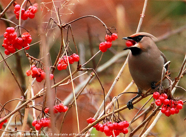 Hungry Waxwing Picture Board by Debbie Metcalfe
