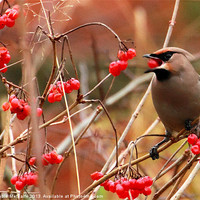 Buy canvas prints of Hungry Waxwing by Debbie Metcalfe