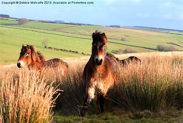 Ponies on Exmoor Picture Board by Debbie Metcalfe