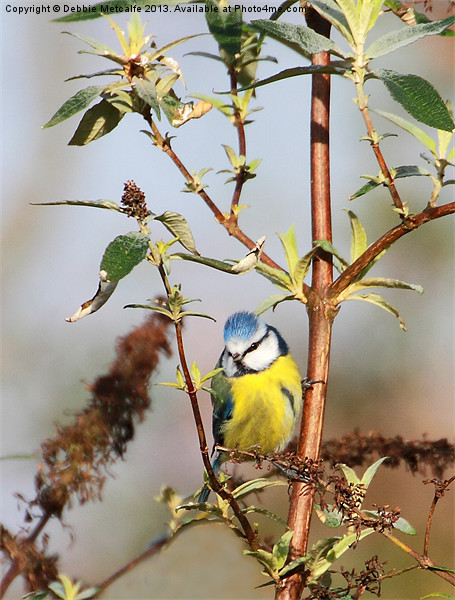 Bright eyed Blue tit Picture Board by Debbie Metcalfe