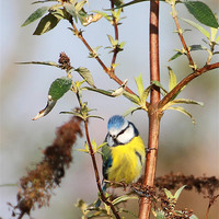 Buy canvas prints of Bright eyed Blue tit by Debbie Metcalfe