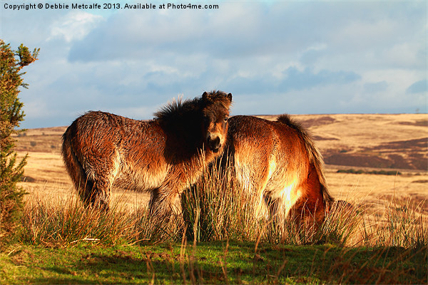 Ponies on West Anstey Common Picture Board by Debbie Metcalfe