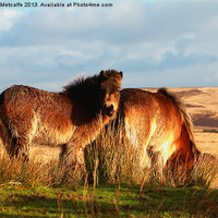 Buy canvas prints of Ponies on West Anstey Common by Debbie Metcalfe