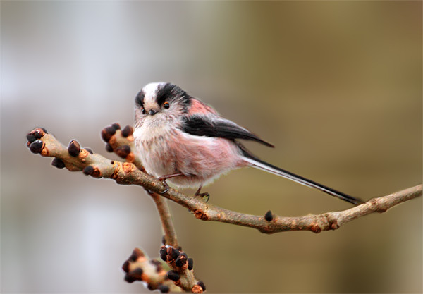 Cute long tailed tit Picture Board by Debbie Metcalfe