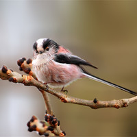 Buy canvas prints of Cute long tailed tit by Debbie Metcalfe