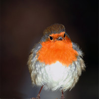 Buy canvas prints of Fluffy Robin by Debbie Metcalfe