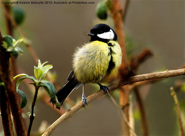 Great Great Tit Picture Board by Debbie Metcalfe