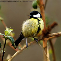 Buy canvas prints of Great Great Tit by Debbie Metcalfe